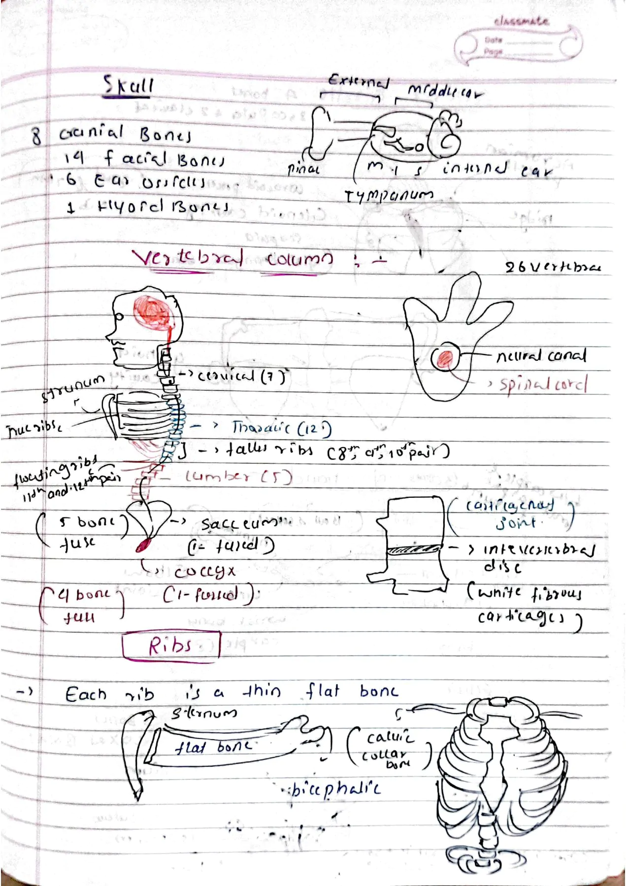 Locomotion and movement class 11th biology Neet detailed hand written notes