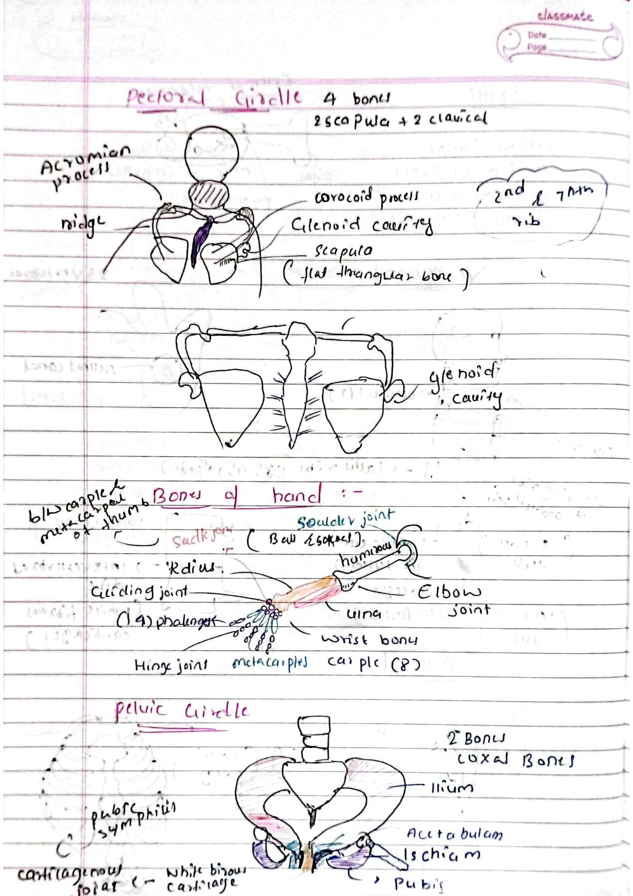 Locomotion and movement class 11th biology Neet detailed hand written notes