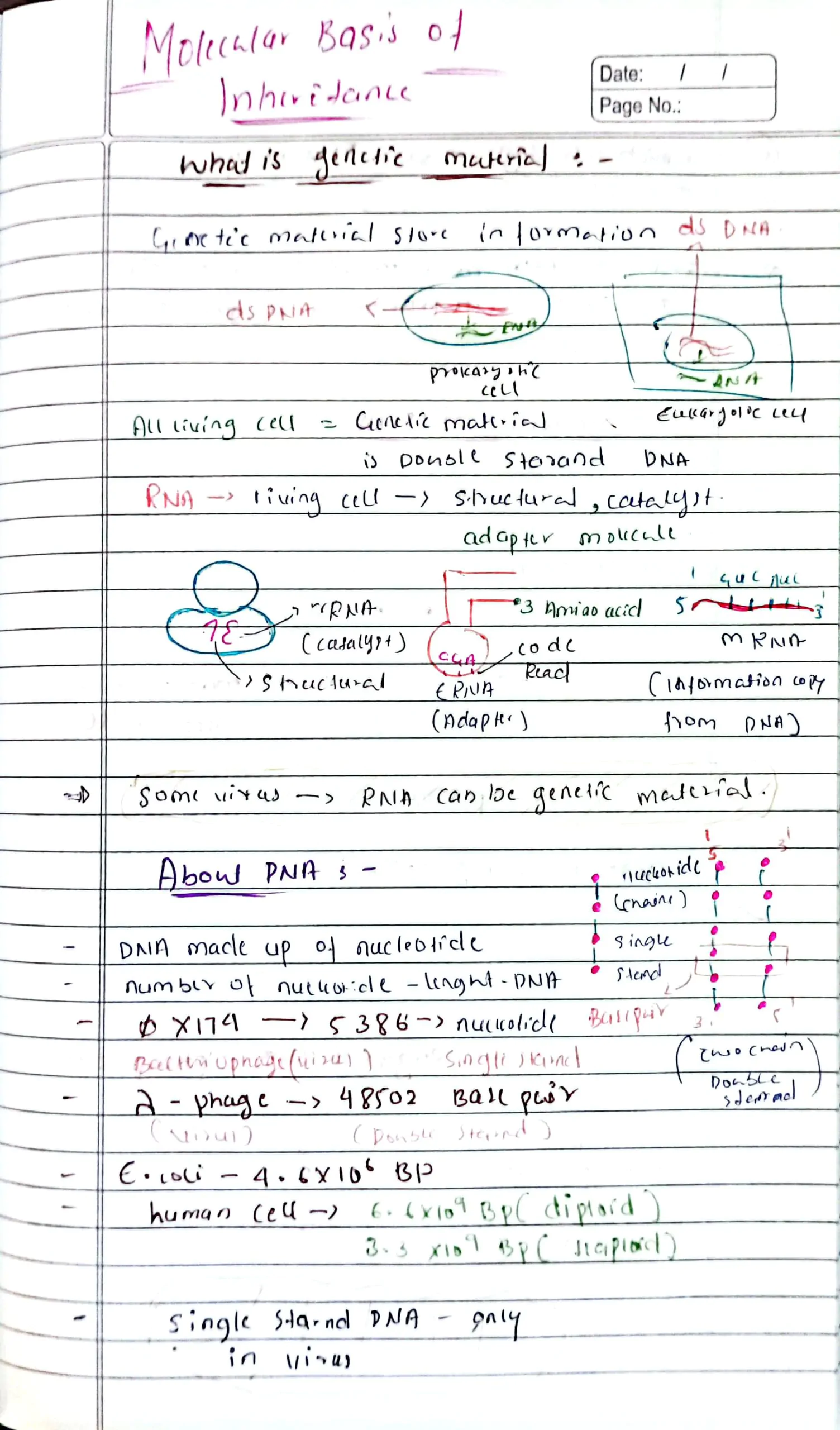 molecular basis of inheritance class 12 biology neet handwriting notes