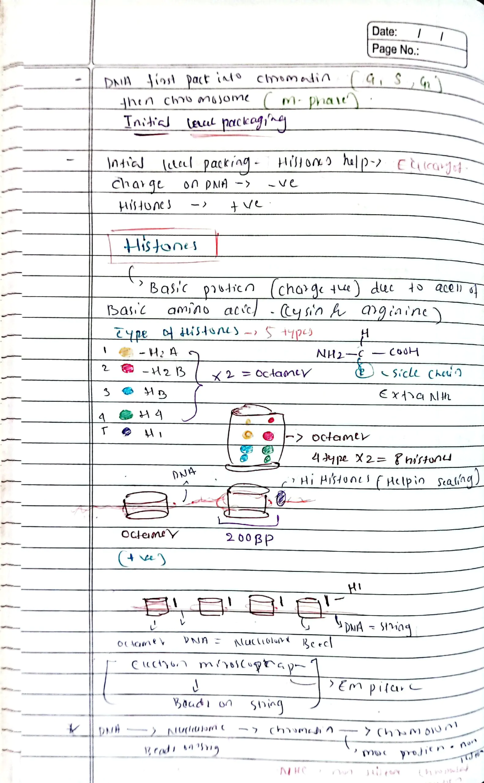 molecular basis of inheritance class 12 biology neet handwriting notes