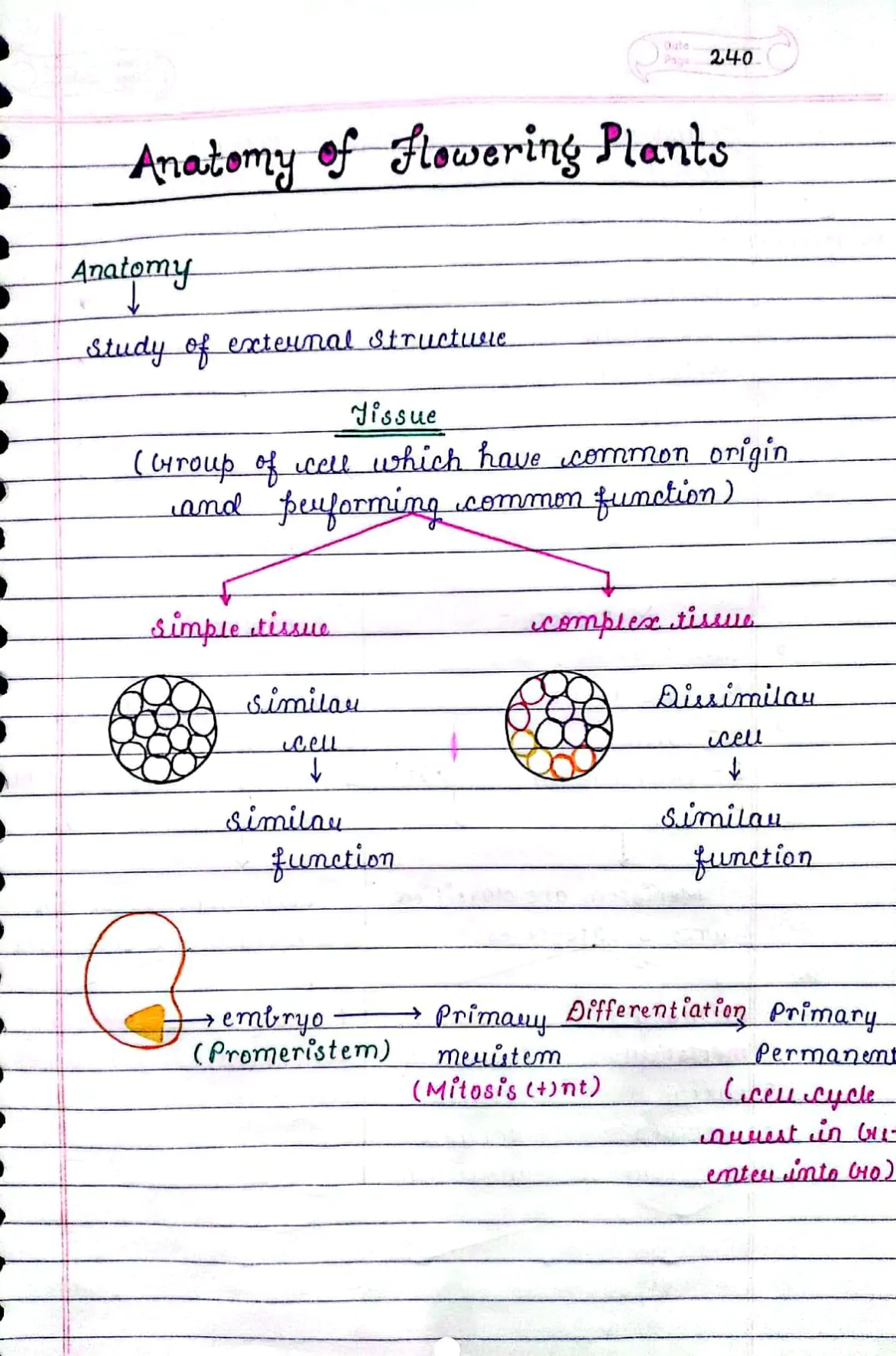 ANATOMY OF FLOWERING PLANTS CLASS 11TH NEET BIOLOGY HAND WRITTEN NOTES