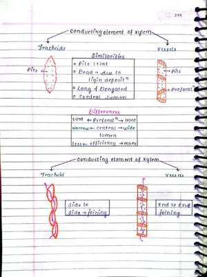 ANATOMY OF FLOWERING PLANTS CLASS 11TH NEET BIOLOGY HAND WRITTEN NOTES