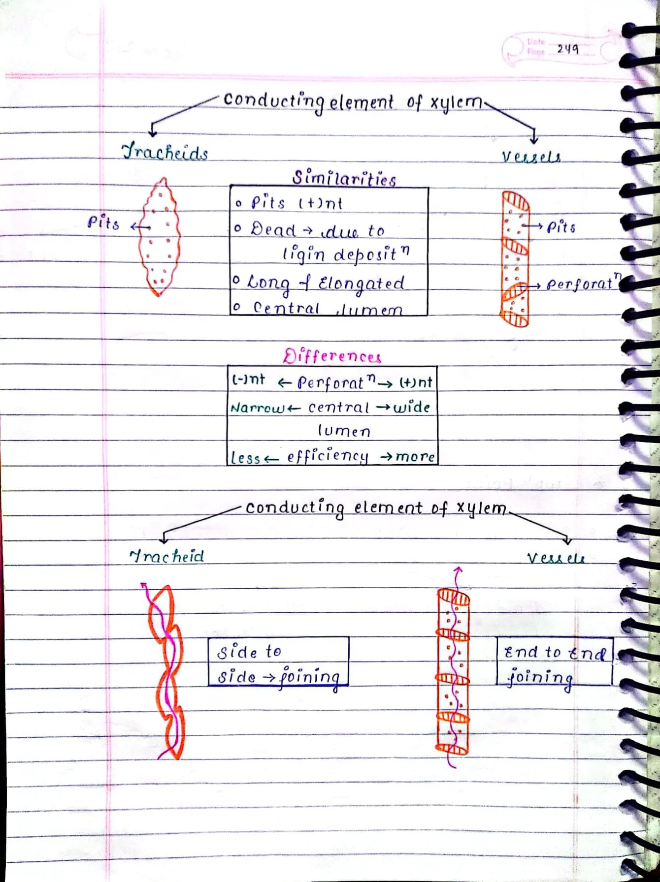 ANATOMY OF FLOWERING PLANTS CLASS 11TH NEET BIOLOGY HAND WRITTEN NOTES