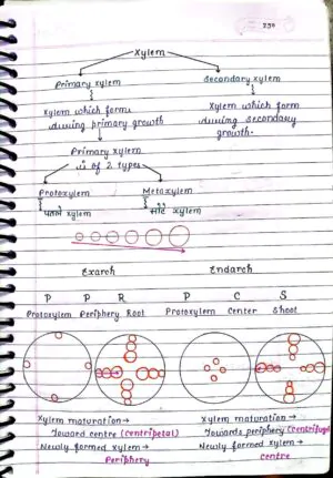 ANATOMY OF FLOWERING PLANTS CLASS 11TH NEET BIOLOGY HAND WRITTEN NOTES