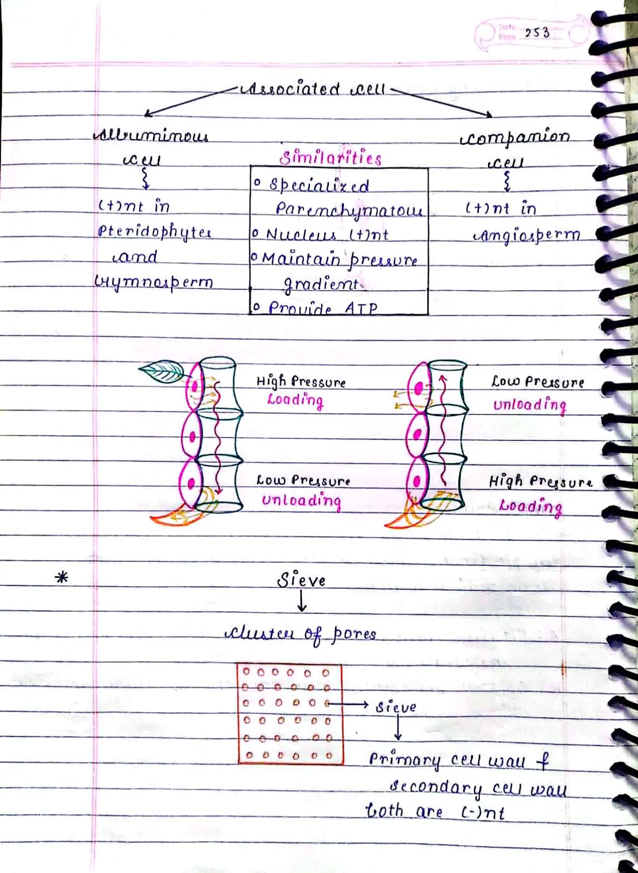 ANATOMY OF FLOWERING PLANTS CLASS 11TH NEET BIOLOGY HAND WRITTEN NOTES