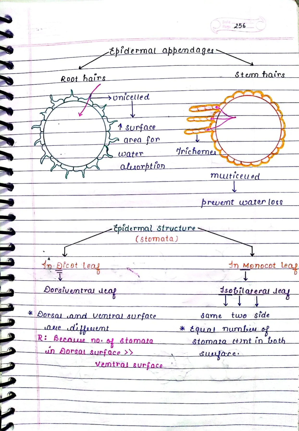 ANATOMY OF FLOWERING PLANTS CLASS 11TH NEET BIOLOGY HAND WRITTEN NOTES