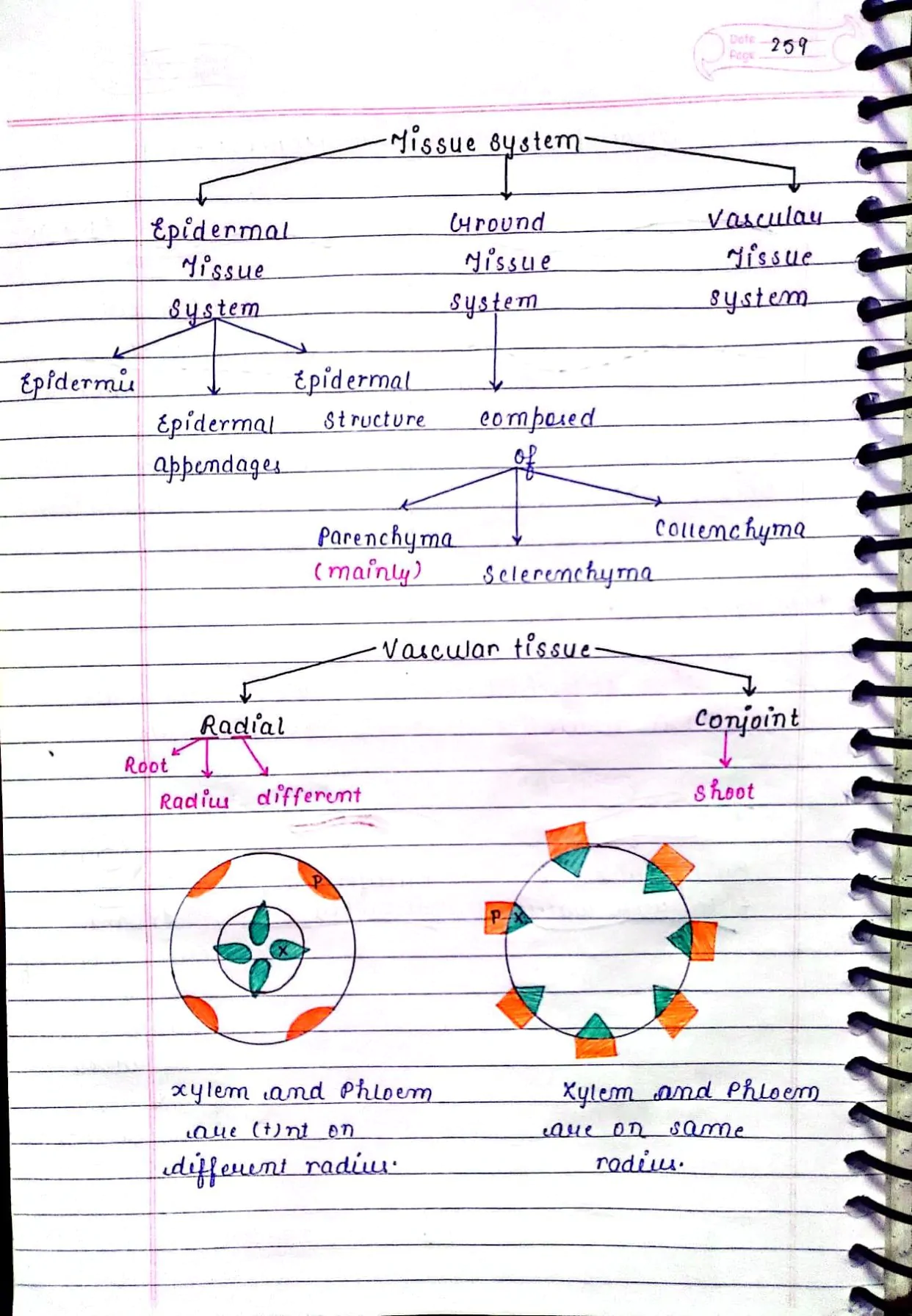 ANATOMY OF FLOWERING PLANTS CLASS 11TH NEET BIOLOGY HAND WRITTEN NOTES