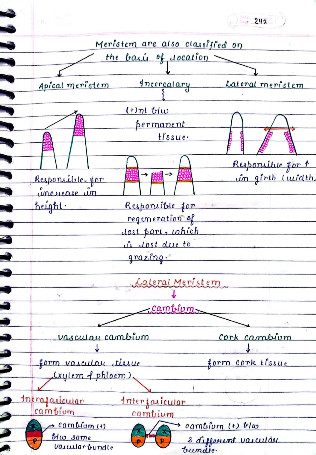 ANATOMY OF FLOWERING PLANTS CLASS 11TH NEET BIOLOGY HAND WRITTEN NOTES