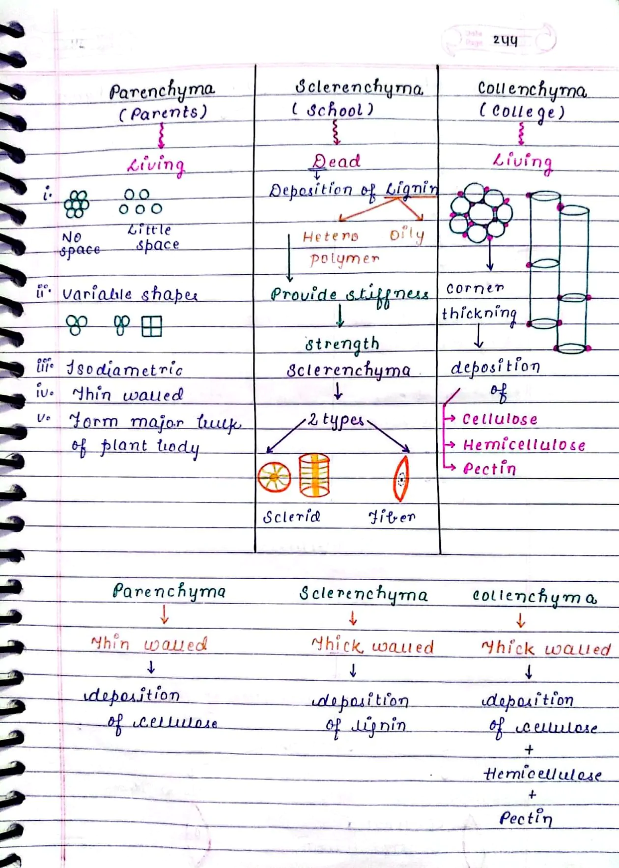 ANATOMY OF FLOWERING PLANTS CLASS 11TH NEET BIOLOGY HAND WRITTEN NOTES