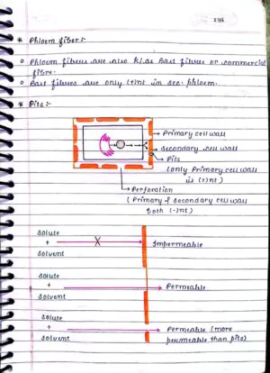 ANATOMY OF FLOWERING PLANTS CLASS 11TH NEET BIOLOGY HAND WRITTEN NOTES
