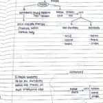 Animal Kingdom (Chordates)