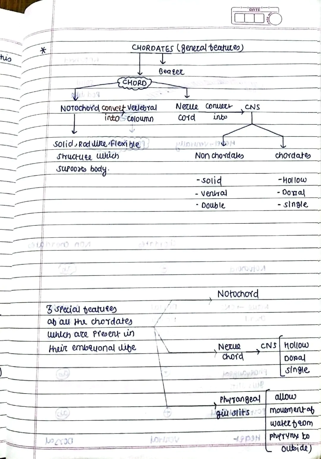 Animal Kingdom (Chordates)