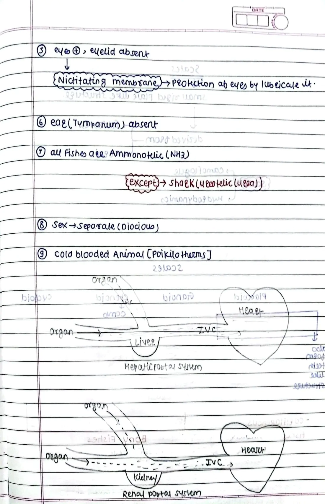 Animal Kingdom (Chordates)