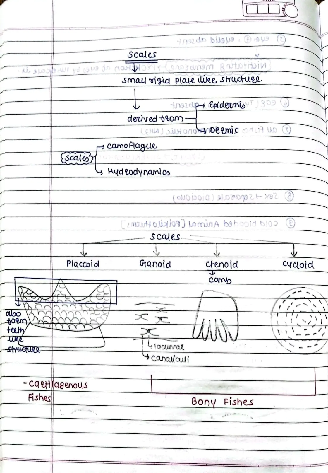 Animal Kingdom (Chordates)