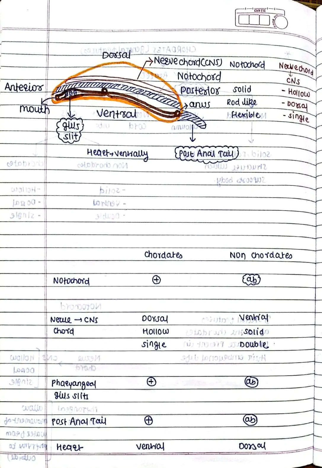 Animal Kingdom (Chordates)