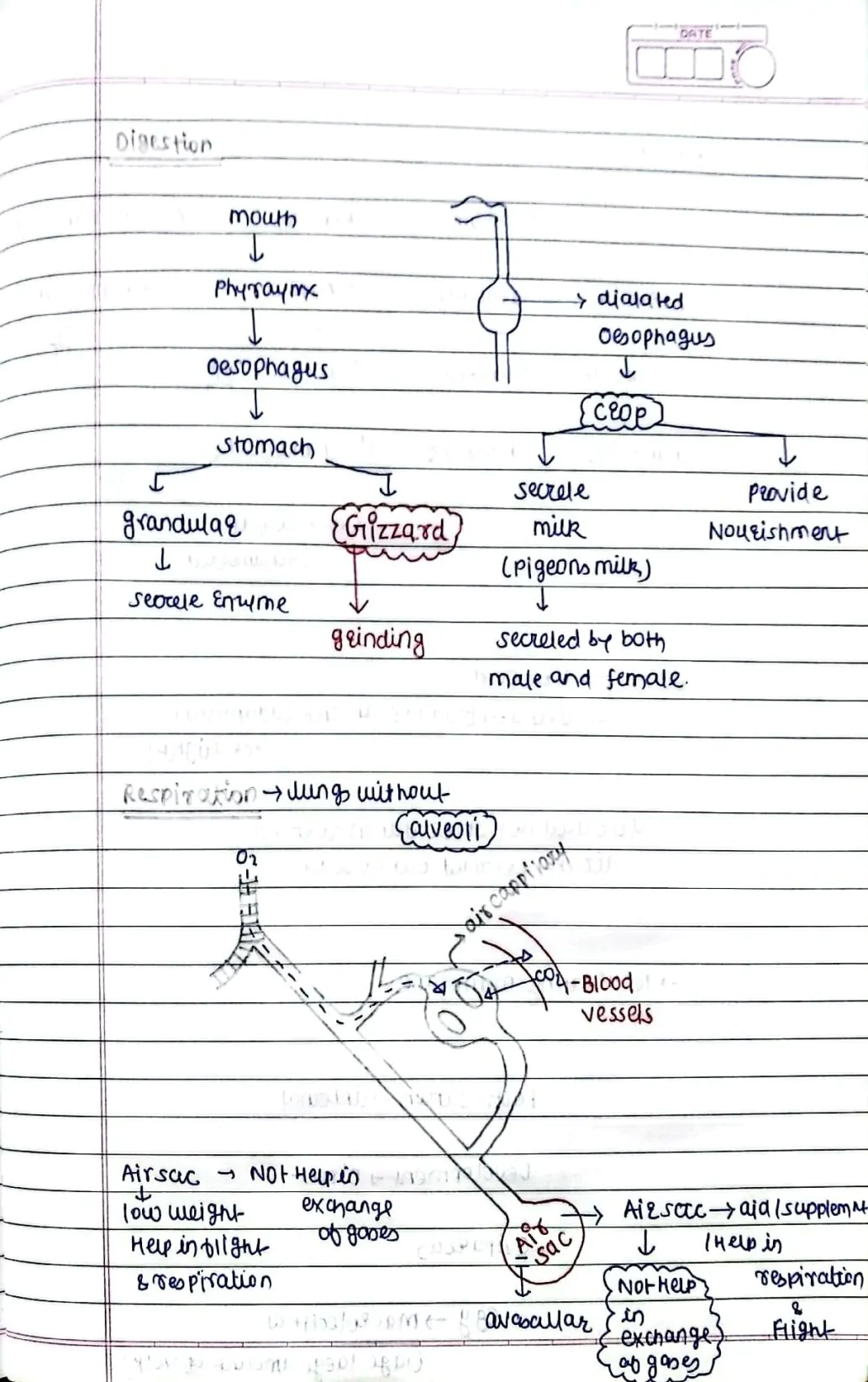 Animal Kingdom (Chordates)