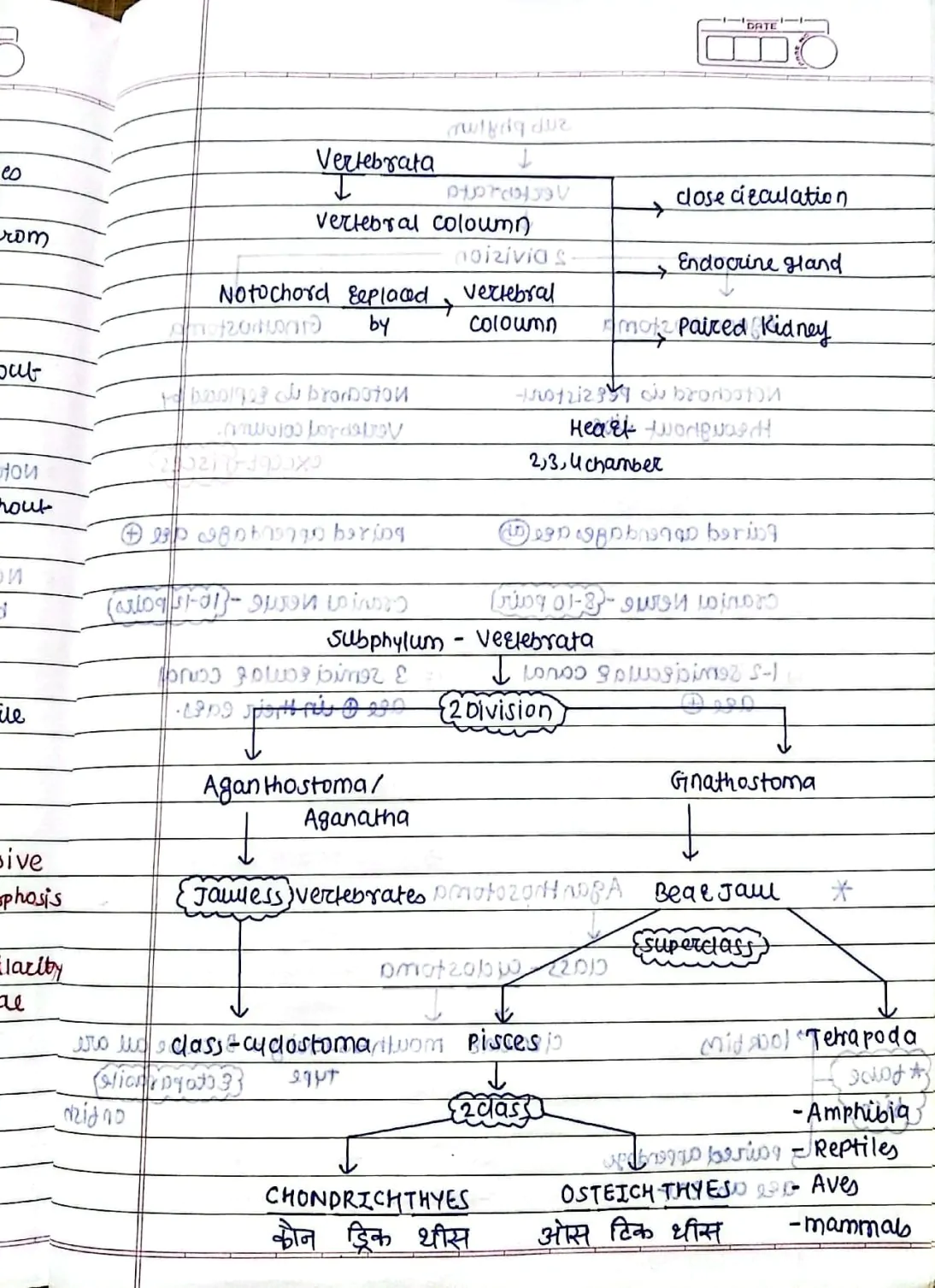 Animal Kingdom (Chordates)