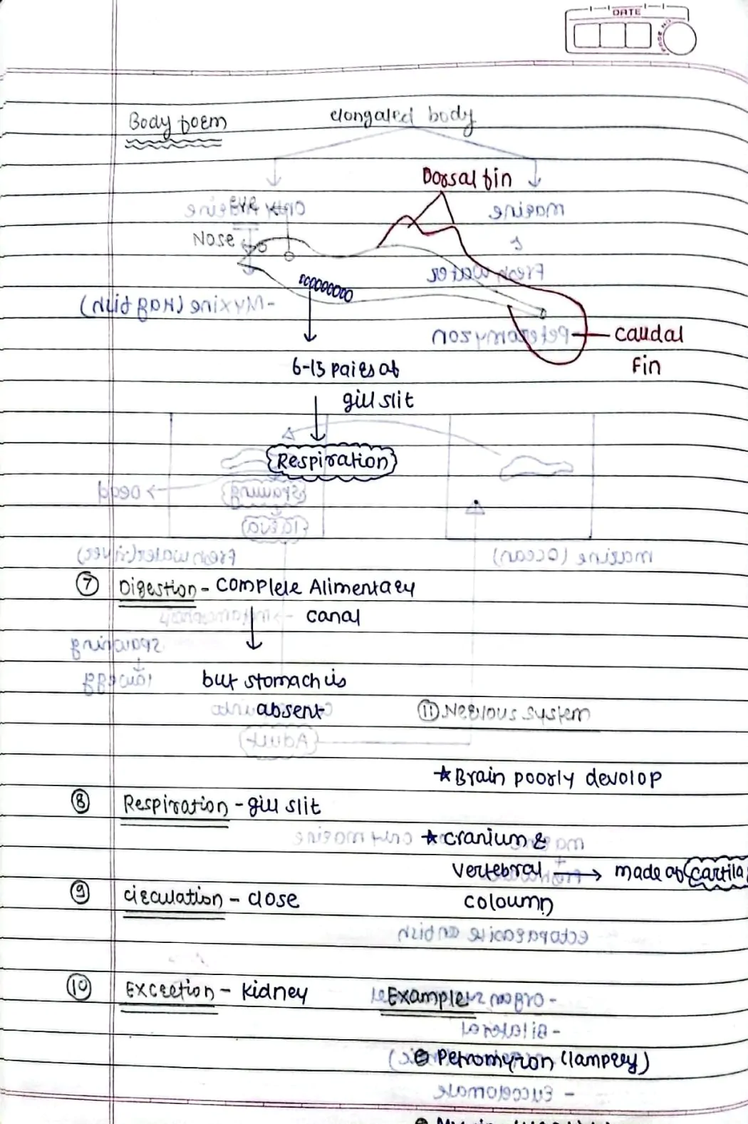 Animal Kingdom (Chordates)