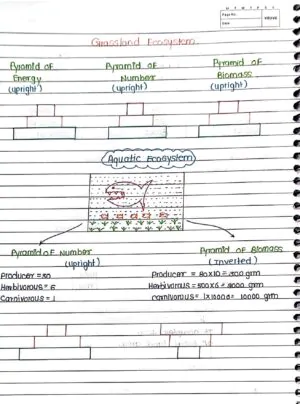 Ecosystem Handwritten Notes class 12 th neet biology