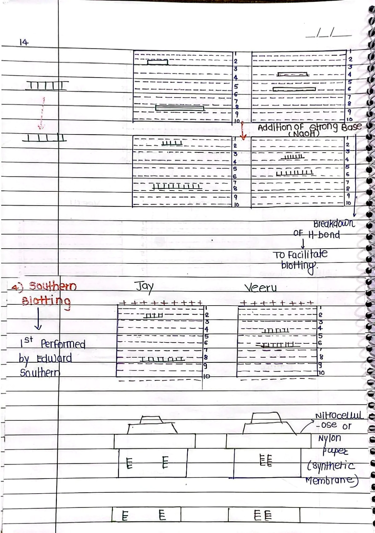 Molecular Basis of Inheritance Handwritten Notes PDF Download - Image 18