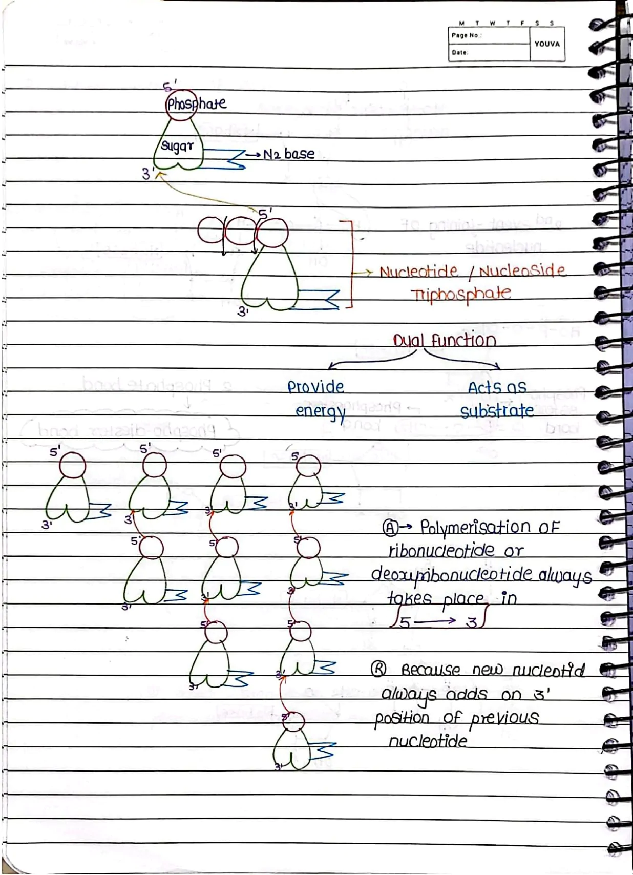 Molecular Basis of Inheritance Handwritten Notes PDF Download