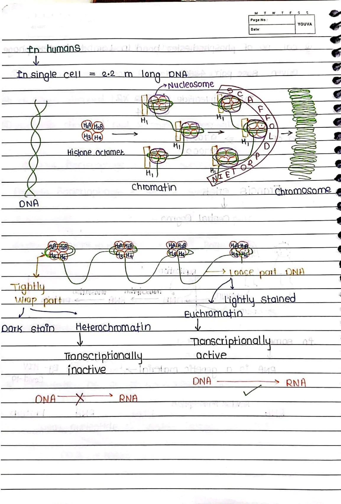 Molecular Basis of Inheritance Handwritten Notes PDF Download