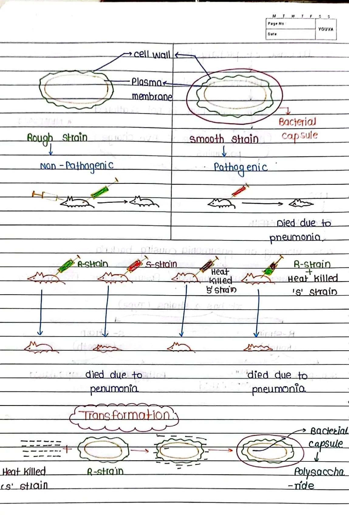 Molecular Basis of Inheritance Handwritten Notes PDF Download