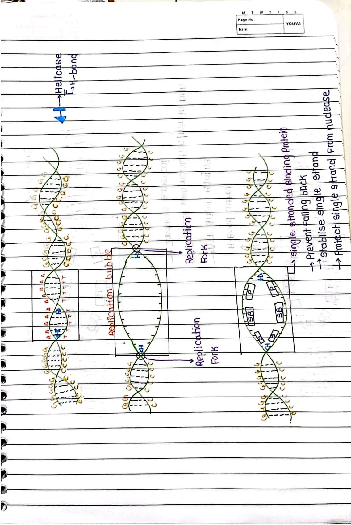 Molecular Basis of Inheritance Handwritten Notes PDF Download