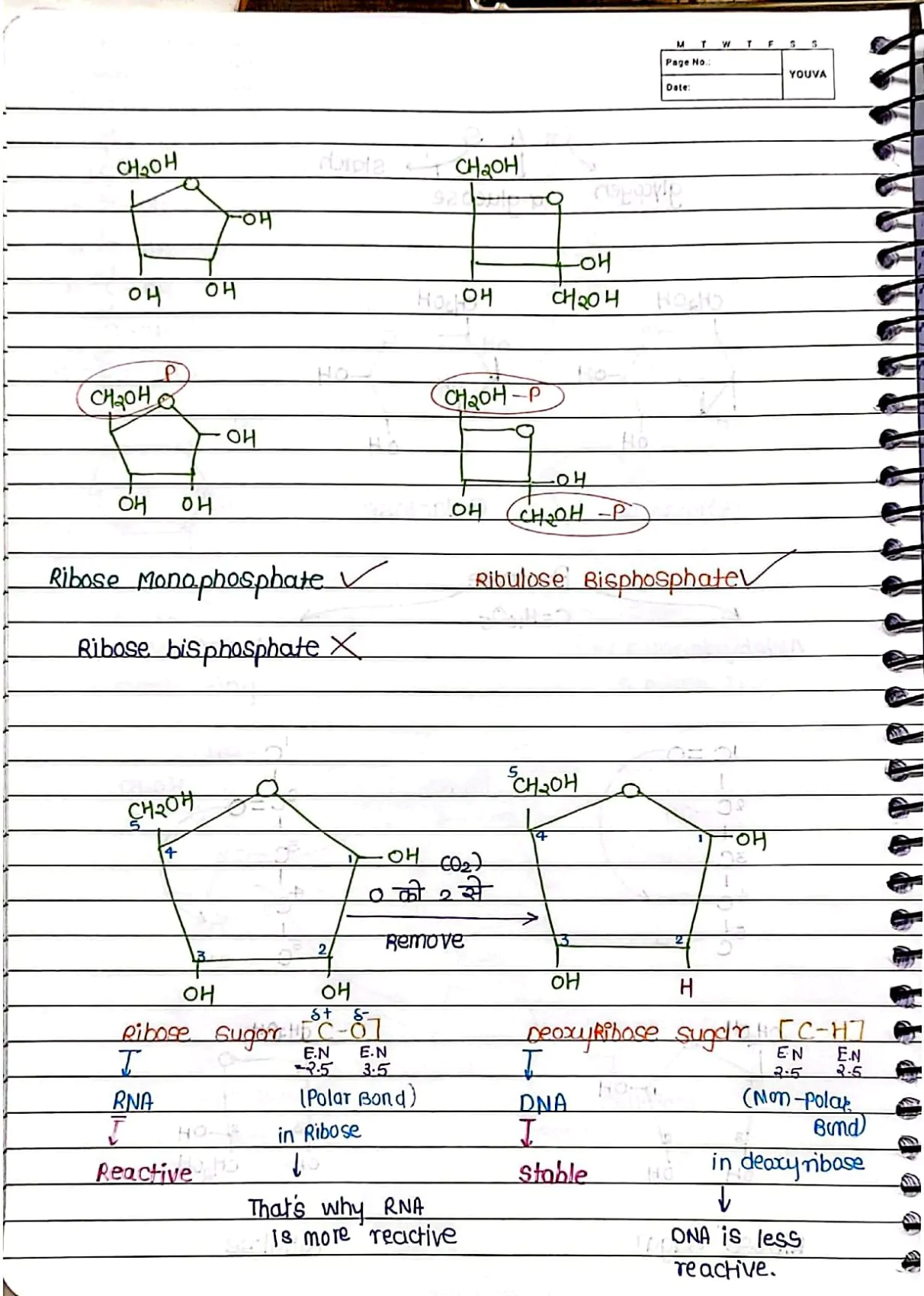 Molecular Basis of Inheritance Handwritten Notes PDF Download