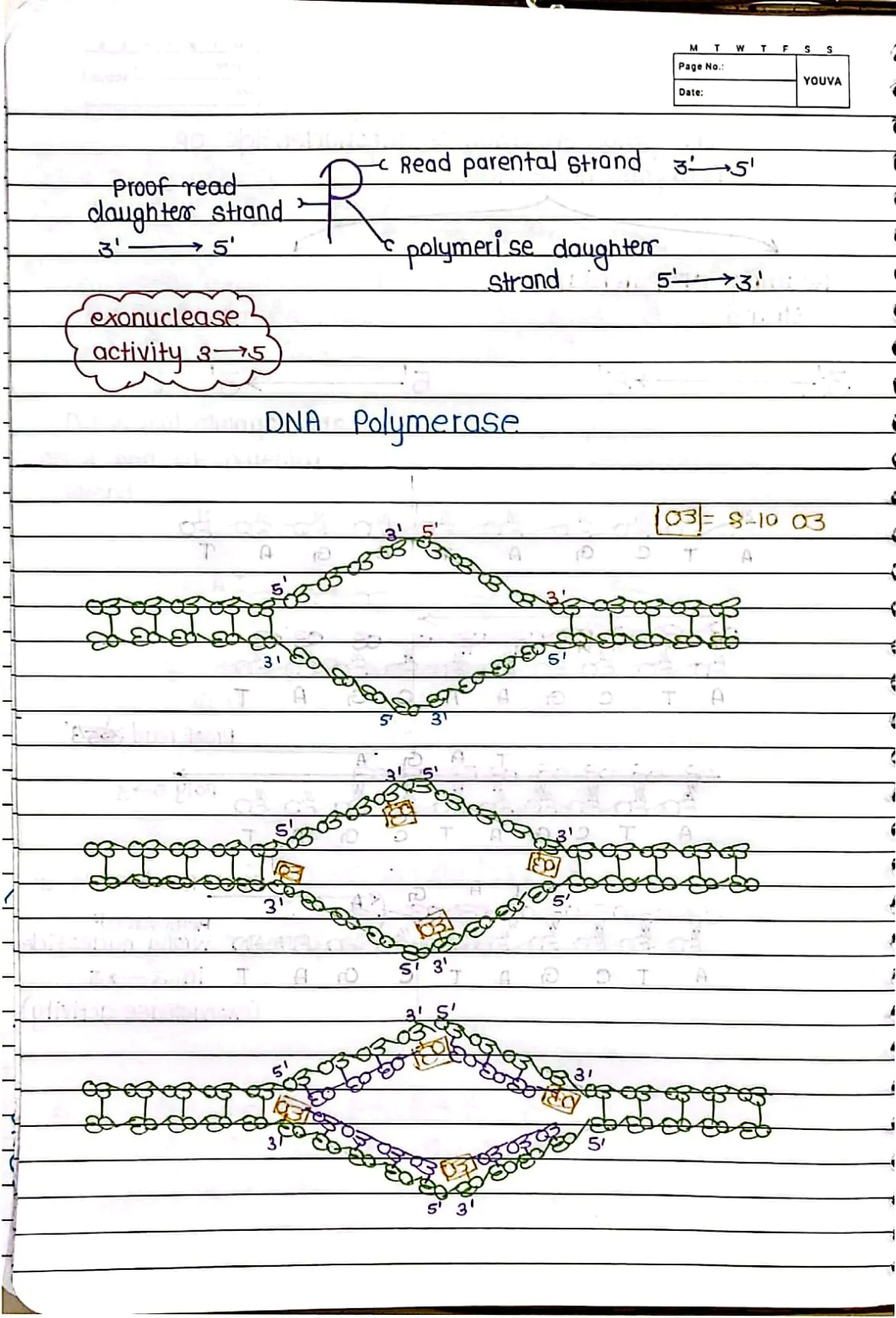 Molecular Basis of Inheritance Handwritten Notes PDF Download