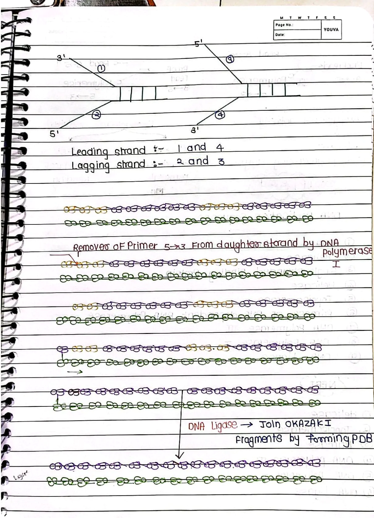 Molecular Basis of Inheritance Handwritten Notes PDF Download