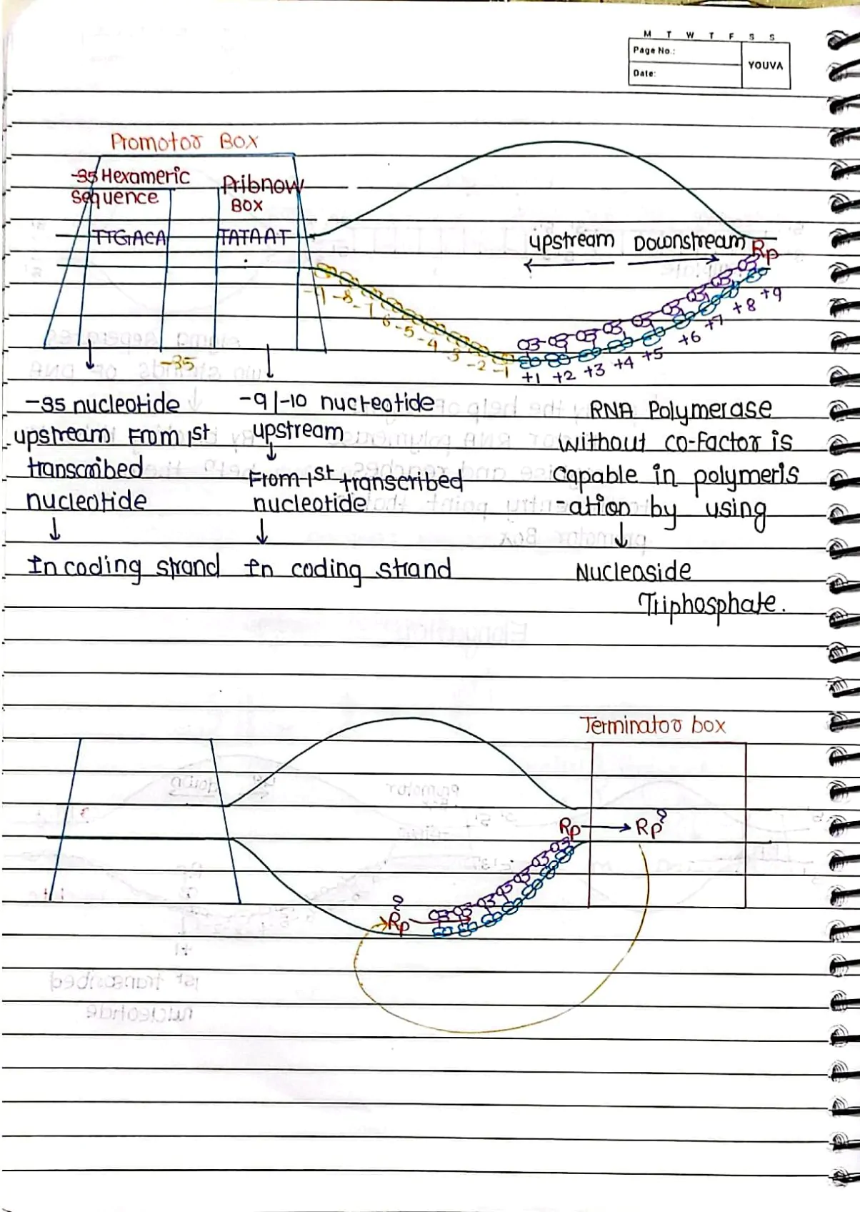 Molecular Basis of Inheritance Handwritten Notes PDF Download