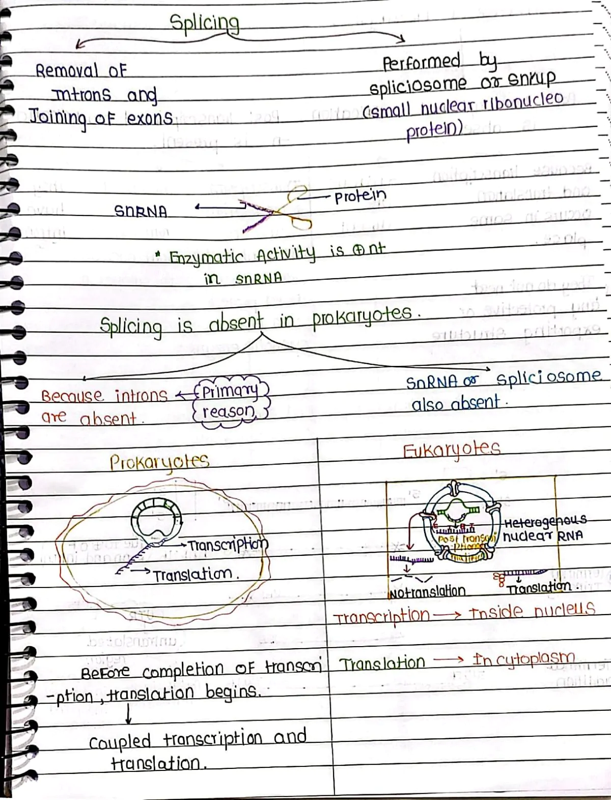 Molecular Basis of Inheritance Handwritten Notes PDF Download