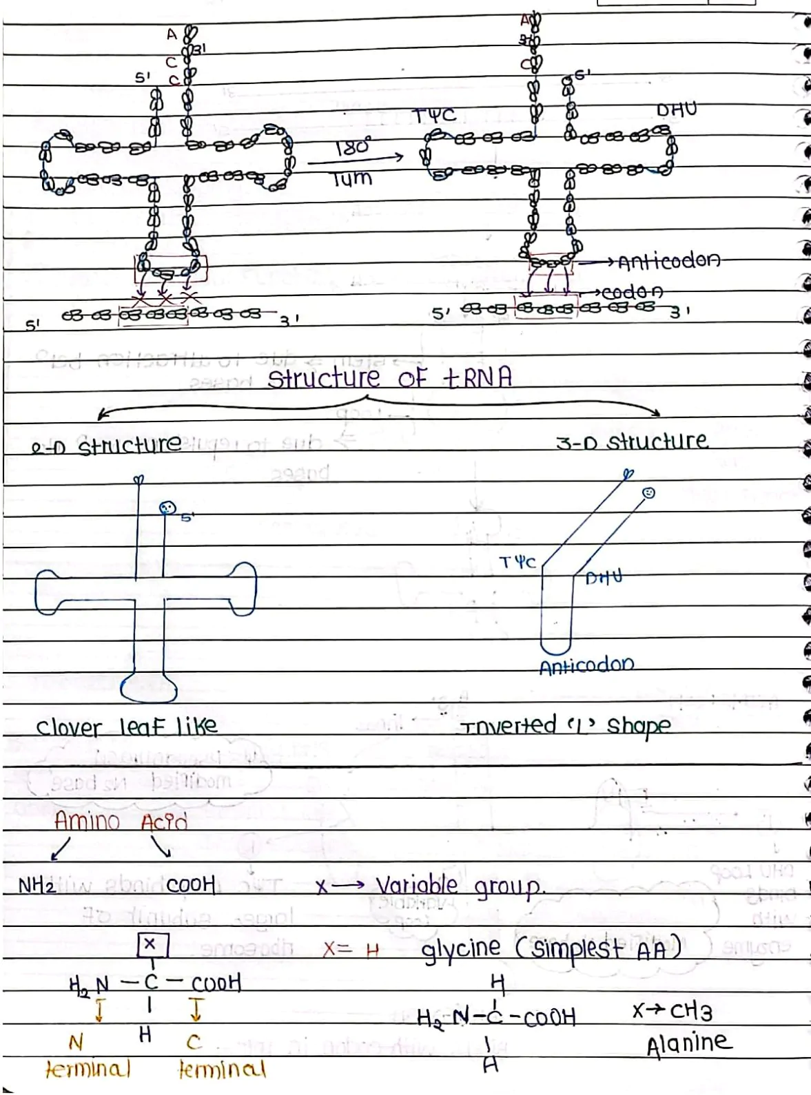 Molecular Basis of Inheritance Handwritten Notes PDF Download