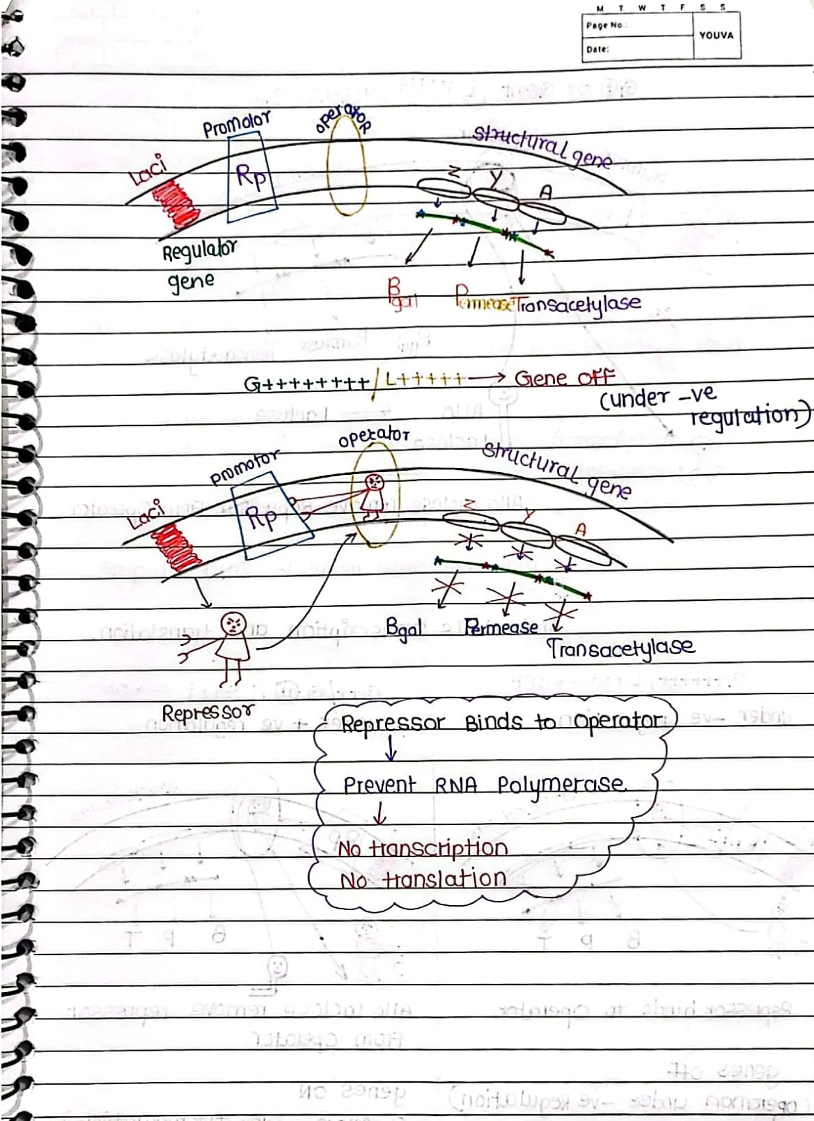 Molecular Basis of Inheritance Handwritten Notes PDF Download