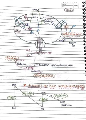 Photosynthesis in Higher Plant