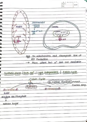 Photosynthesis in Higher Plant