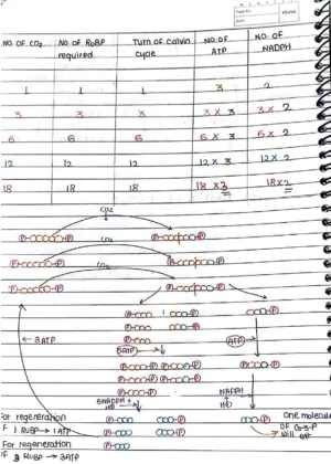Photosynthesis in Higher Plant