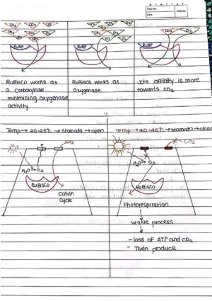 Photosynthesis in Higher Plant