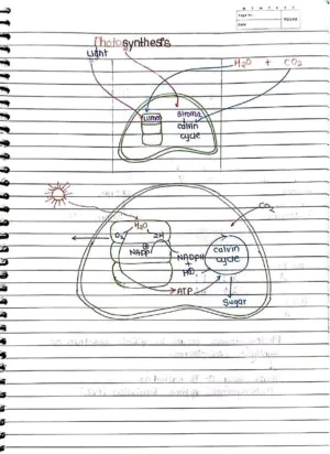 Photosynthesis in Higher Plant