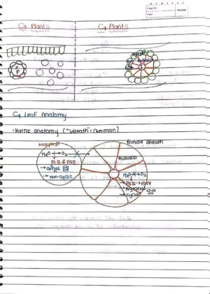 Photosynthesis in Higher Plant
