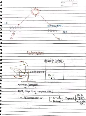 Photosynthesis in Higher Plant