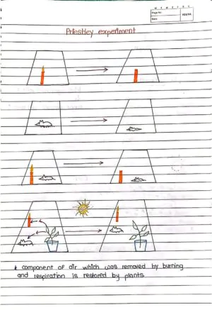 Photosynthesis in Higher Plant