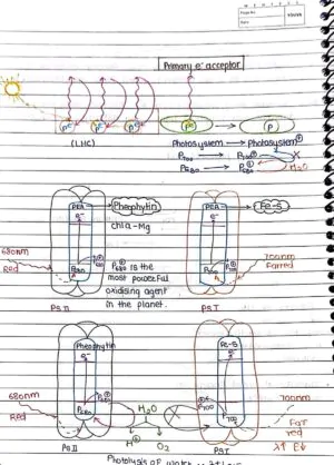 Photosynthesis in Higher Plant