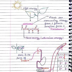 RESPIRATION IN PLANTS CLASS 11TH NEET BIOLOGY HANDWRITTEN NOTES
