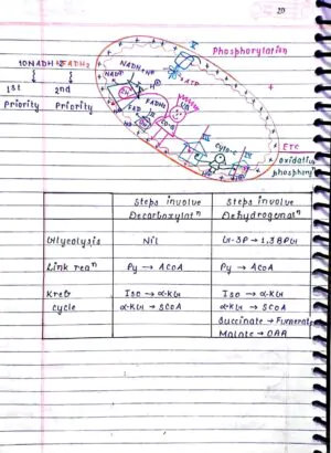 RESPIRATION IN PLANTS CLASS 11TH NEET BIOLOGY HANDWRITTEN NOTES