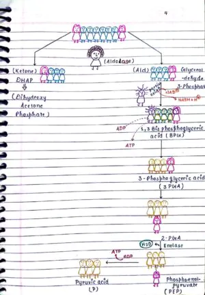 RESPIRATION IN PLANTS CLASS 11TH NEET BIOLOGY HANDWRITTEN NOTES