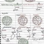 Sexual Reproduction in Flowering Handwritten Notes