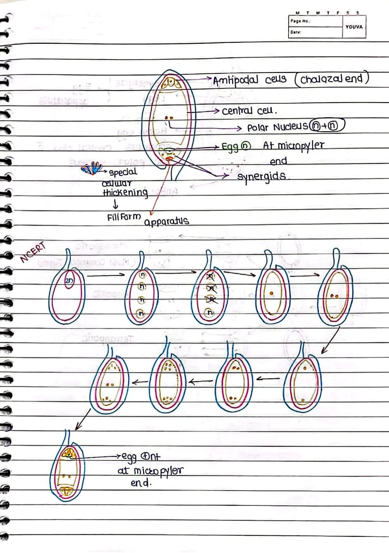 Sexual Reproduction in Flowering Handwritten Notes