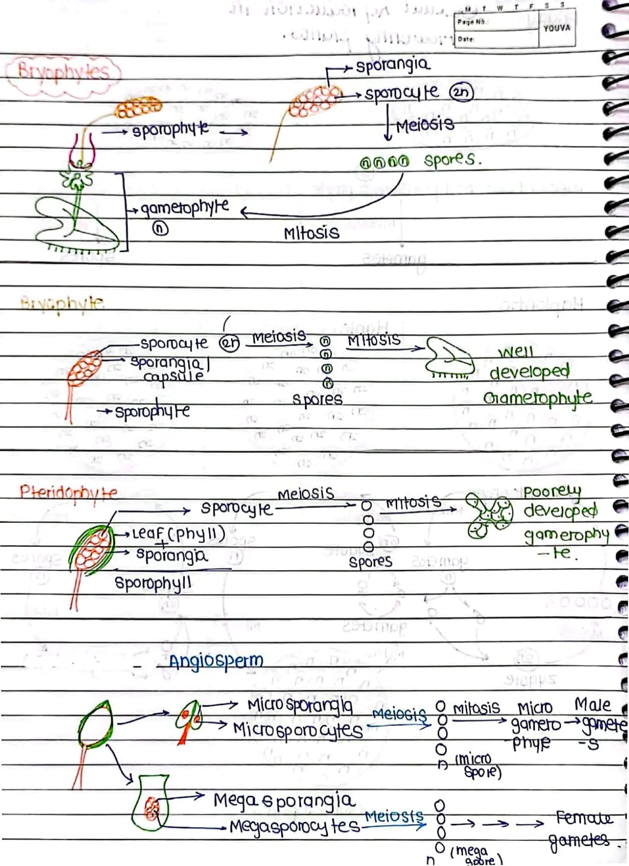 Sexual Reproduction in Flowering Handwritten Notes